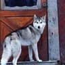 How the DOL brought the IRS wolf to the RIA door with its 'rule' -- think IRAs