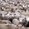 Rough markets cull the advisory herd but in a healthy way, new Cerulli data shows 