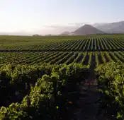 One way U.S. Trust is attracting talent from competitors is by selling them on managing dream assets -- vineyards included