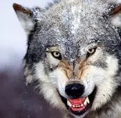 Being heedless of competitors is dangerous but crying wolf has its own perils.